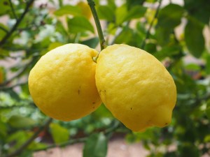 Yellow lemons growing tree